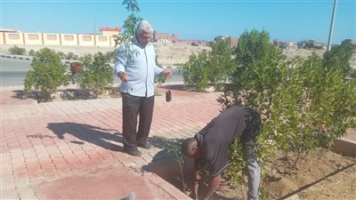 مصر.. طلب إحاطة بشأن إزالة شتلات زراعية بسبب حقوق الملكية الفكرية