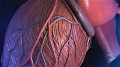 علماء: الخلايا الجذعية في الكلى تتناقص مع التقدم بالعمر