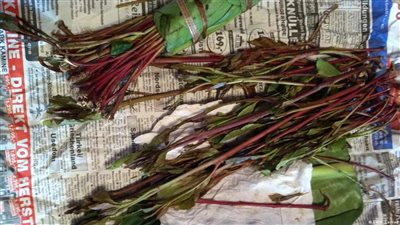 أضرار القات الصحية على الشخص.. تصل إلى حد الإصابة بالسرطان