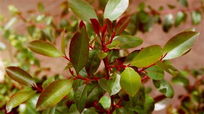 أضرار القات على الكبد.. يؤدي إلى الإصابة بفيروسات خطيرة