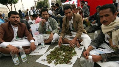 القات اليمني حلال أم حرام.. في 3 حالات يحرم مضغه