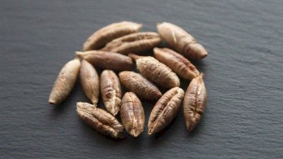 ما هي فوائد نوى البلح؟.. تناولها بهذه الطرق لتحقيق منافعها