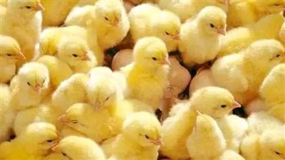 مصر.. طلب إحاطة بشأن واقعة إعدام ملايين الكتاكيت