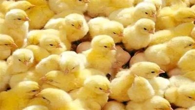 فيديو لإعدام 