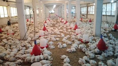 الحكومة المصرية تتدخل لحل أزمة نقص أعلاف الدواجن 