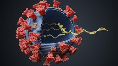 مدة علاج كورونا.. 15 فئة تحتاج فترة تعافي أطول