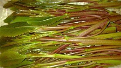 أضرار القات على البروستاتا.. يؤدي إلى العقم 