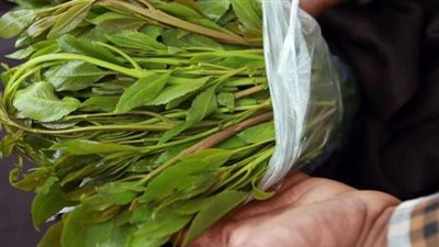 أضرار القات على الكلى.. معرض لحصوات الكلى