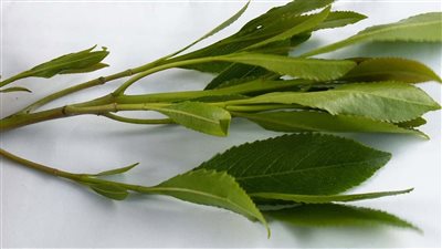 أضرار القات النفسية.. يؤدي إلى الإصابة بالزهايمر