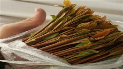 متى يبدأ مفعول القات؟.. يصل إلى 3 ساعات