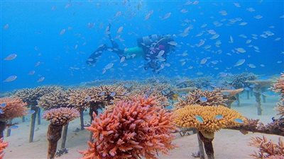 دراسة: انهيار كارثي للشعاب المرجانية شرق المحيط الهادي