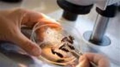 باحثون: الحشرات يمكن أن تنتج شحنة كهربائية بالغلاف الجوي