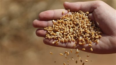  محللون يتوقعون ارتفاع العقود الآجلة للقمح اليوم الإثنين 31_10_2022