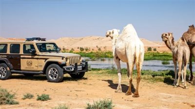 السعودية.. ضبط 11 مخالفًا لنظام البيئة لارتكابهم مخالفات رعي