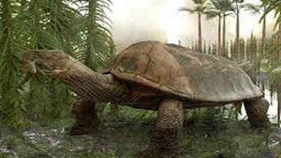 علماء متحجرات يكتشفون أثار أحفورية لأكبر السلاحف في تاريخ الأرض