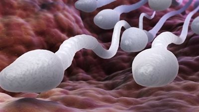 تقارير: انخفاض كبير في عدد الحيوانات المنوية لدى الرجال يهدد بقاء البشرية