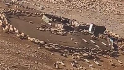 من الصين إلى العرب.. ظهور قطيع أغنام يدور حول نفسه في الأردن