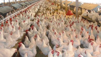 خبير اقتصادي يطرح بحثا بمقترحات لحل مشاكل صناعة الدواجن في مصر