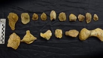 فريق بحثي يعثر على نوع جديد من الديناصورات في الأرجنتين