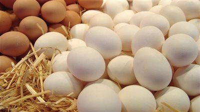 ما هو عدد البيضات المسموح بتناولها يوميا ؟