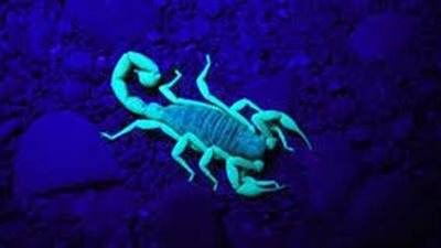 توافق برج العقرب مع الأبراج.. علاقته مع الجوزاء تبوء بالفشل