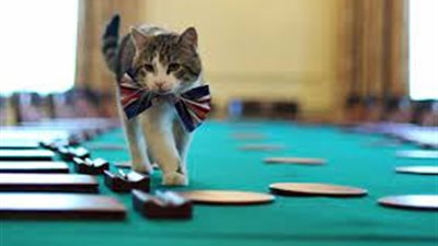 ما قصة قط منتخب إنجلترا في كأس العالم الذي تصدر مواقع التواصل؟ (صور)