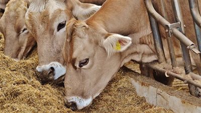 مصر.. الكشف عن أهمية الإفراج الدوري عن مستلزمات الأعلاف 