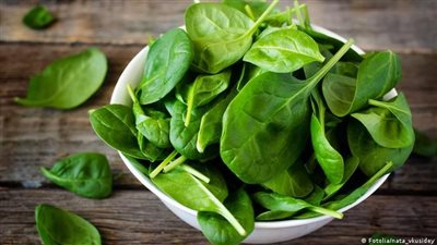 فوائد للعين والعظام والقلب وتُعالج السرطان.. كنوز السبانخ على صحة الإنسان