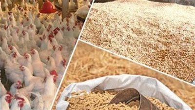 مصر.. الكشف عن أهمية إعداد استراتيجية لتوطين صناعة الأعلاف