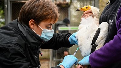 إصابة شخص بأنفلونزا الطيور لأول مرة في الولايات المتحدة