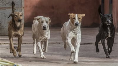 ماتت من الخوف.. وفاة طبيبة مصرية أثناء مطاردة كلاب ضالة لها