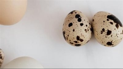 معلومات لا تعرفها حول بيض السمان حديث مواقع التواصل الاجتماعي