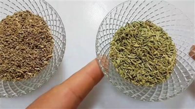 هل الشمر هو اليانسون؟.. تعرف بنفسك