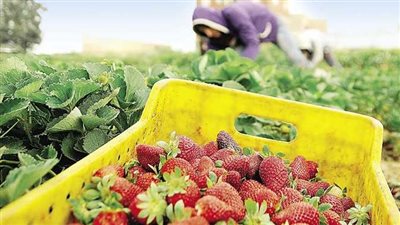 مصر.. مطالب بالتوسع في برامج الزراعات التعاقدية 