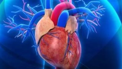 نسبة ضعف عضلة القلب.. المضخة الدائمة للحياة 