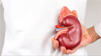 أعراض نقص الماء في الكلى.. 5 علامات خطيرة يمكن معالجتها بهذه الطرق