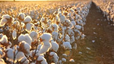 برلماني مصري: التوسع في زراعة الأقطان بشرق العوينات يعيد الريادة للذهب الأبيض