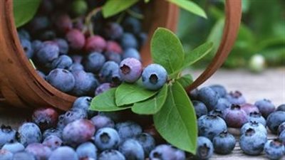 فوائد التوت البري الأزرق.. أبرزها يقى من هشاشة العظام