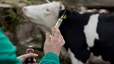 كيف أجبرت الحمى القلاعية السلطات الرسمية في الأردن على إغلاق أسواق المواشي؟