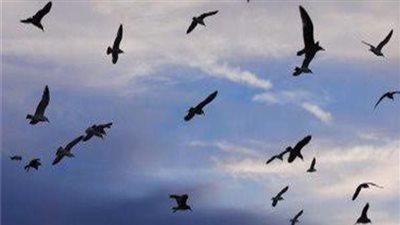 حصدت على 5.7 مليون مشاهدة في وقت قياسي.. مقاطع فيديو ترصد حركة غريبة للطيور قبل زلزال تركيا 