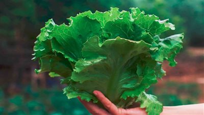 فوائد الخس للرجل.. يقي من الزهايمر والشلل الرعاش 