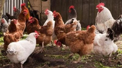 مصر.. مطالب بالرقابة على أصحاب المزارع لفرضهم زيادات متتالية ما أدى لارتفاع أسعار الدواجن