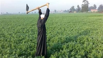 مصر.. مطالب برضع خطة مستقبلية لقطاع الزراعة بالبلاد